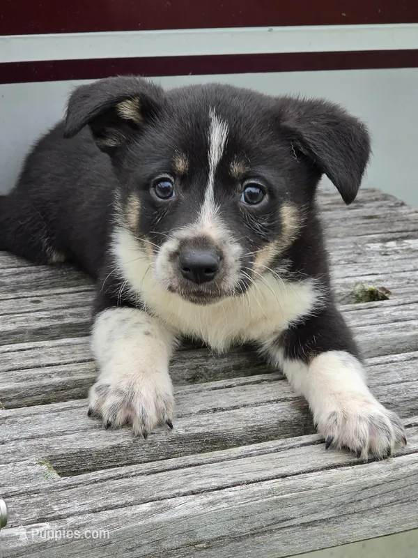 Ollie – Pembroke Welsh Corgi, Toy Fox Terrier puppy for sale in Beach City, OH