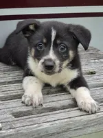 Ollie, a male Pembroke Welsh Corgi and Toy Fox Terrier for sale in Beach City, OH – 1 of 1