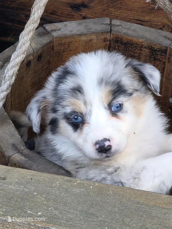 Jasmine – Australian Shepherd puppy for sale in Beach City, OH