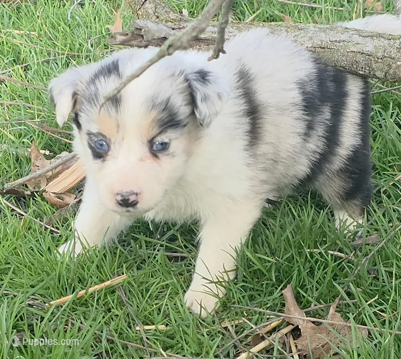 Jasmine – Australian Shepherd puppy for sale in Beach City, OH