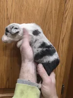 Jasmine, a male Australian Shepherd for sale in Beach City, OH – Photo 2 of 3