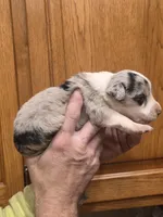 Jasmine, a male Australian Shepherd for sale in Beach City, OH – Photo 3 of 3