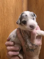 Jasmine, a male Australian Shepherd for sale in Beach City, OH – Photo 1 of 3