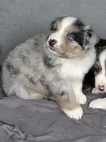 Zoey, a female Miniature Australian Shepherd for sale in Beach City, OH – 2 of 2