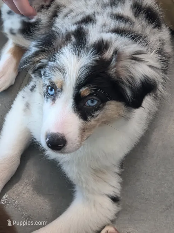 Zoey – Australian Shepherd puppy for sale in Beach City, OH