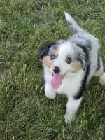 Skye, a female Australian Shepherd for sale in Beach City, OH – 2 of 2