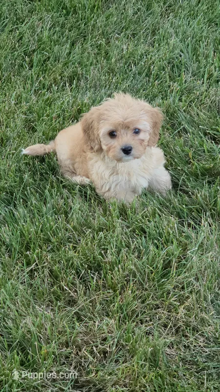 Charlie – Cavapoo puppy for sale in Beach City, OH