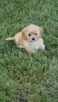 Charlie, a male Cavapoo for sale in Beach City, OH – 1 of 1