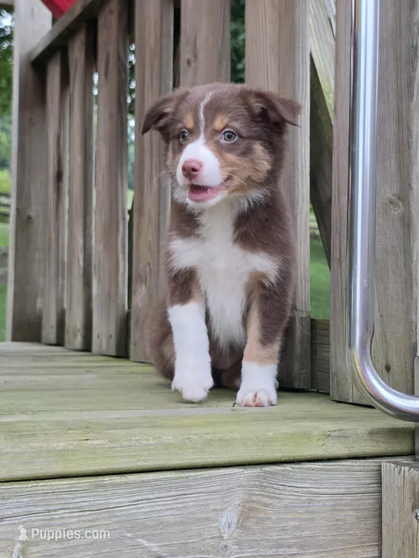 Ruby – Australian Shepherd puppy for sale in Beach City, OH