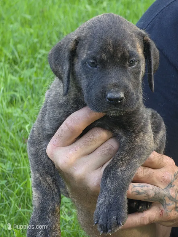Roxie – English Mastiff puppy for sale in Beach City, OH