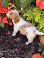 Milo, a male Cavalier King Charles Spaniel and Poodle - Miniature  for sale in Beach City, OH – 2 of 4