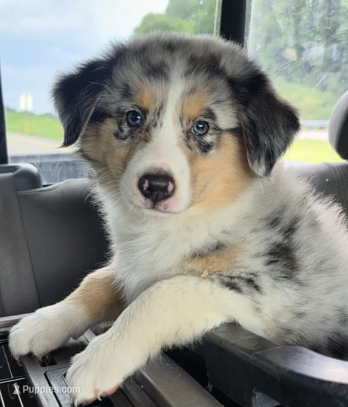 Zeke – Australian Shepherd puppy for sale in Beach City, OH