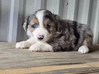 Jasmine, a female Miniature Australian Shepherd for sale in Beach City, OH – 1 of 4