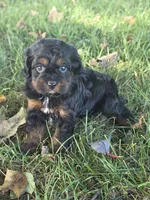 Dolly, a female Cavapoo for sale in Beach City, OH – 2 of 2