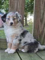 Ava, a female Australian Shepherd for sale in Beach City, OH – 2 of 4