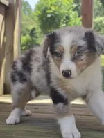 Zoey, a female Australian Shepherd for sale in Beach City, OH – 2 of 2