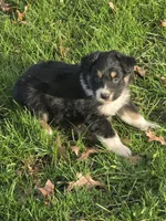 Winston, a male Australian Shepherd for sale in Beach City, OH – Photo 4 of 6