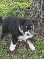 Winston, a male Australian Shepherd for sale in Beach City, OH – Photo 2 of 6