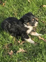Winston, a male Australian Shepherd for sale in Beach City, OH – Photo 3 of 6