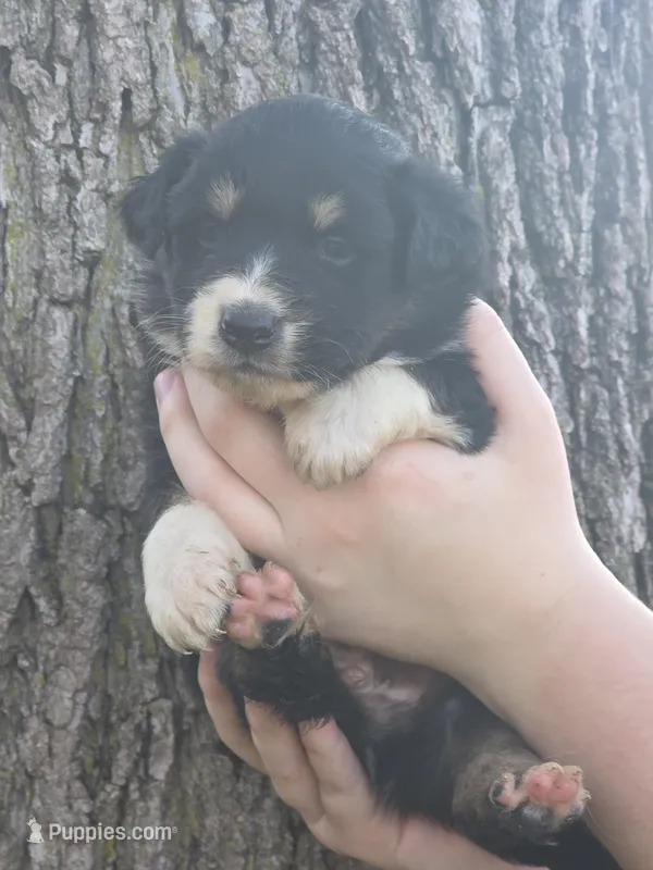 Winston – Australian Shepherd puppy for sale in Beach City, OH