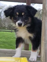 Winston, a male Australian Shepherd for sale in Beach City, OH – Photo 1 of 7