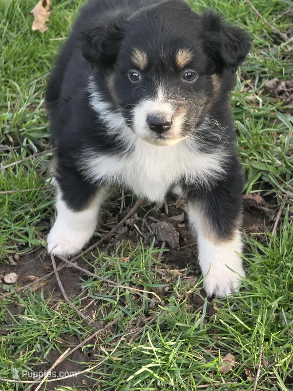 Winston – Australian Shepherd puppy for sale in Beach City, OH
