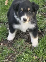 Winston, a male Australian Shepherd for sale in Beach City, OH – Photo 1 of 6