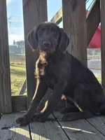 Sissy, a female Labradoodle for sale in Beach City, OH – Photo 1 of 2