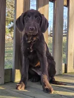 Sissy, a female Labradoodle for sale in Beach City, OH – Photo 2 of 2