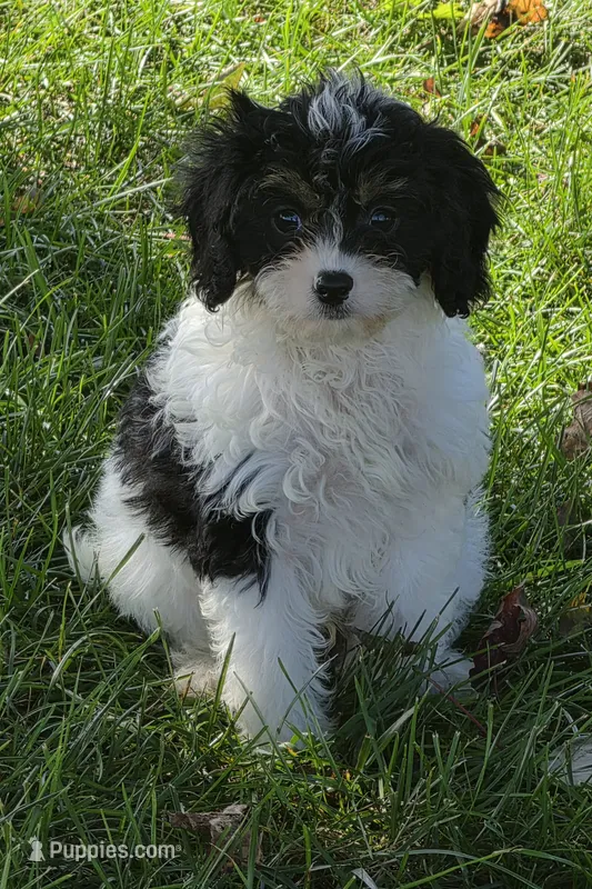 Leo – Cavalier King Charles Spaniel puppy for sale in Beach City, OH