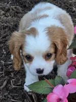 Teddy, a male Cavalier King Charles Spaniel for sale in Beach City, OH – 5 of 5