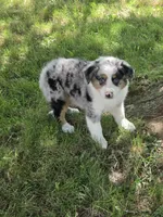 Rudy, a male Australian Shepherd for sale in Beach City, OH – 2 of 2