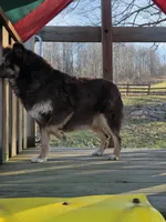 Ruby, a female Australian Shepherd for sale in Beach City, OH – Photo 4 of 4