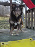 Ruby, a female Australian Shepherd for sale in Beach City, OH – Photo 3 of 4