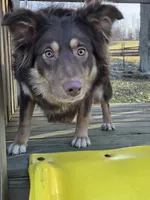 Ruby, a female Australian Shepherd for sale in Beach City, OH – Photo 1 of 4