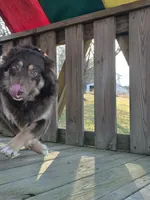 Ruby, a female Australian Shepherd for sale in Beach City, OH – Photo 2 of 4
