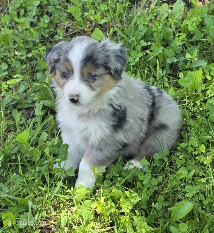 Jasmine – Miniature Australian Shepherd puppy for sale in Beach City, OH