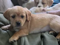 Mia, a female Cavapoo for sale in Beach City, OH – 4 of 4