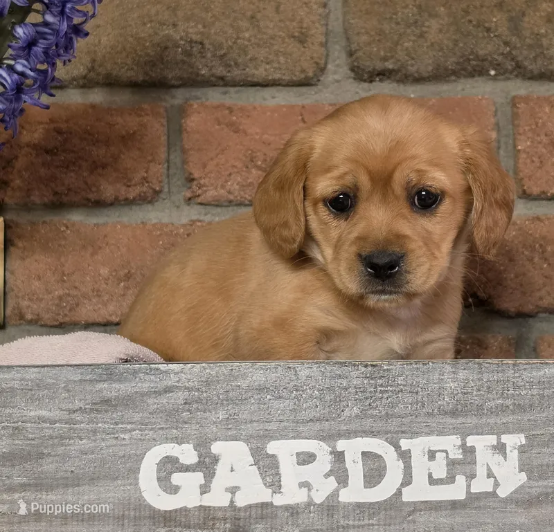 Mia – Cavapoo puppy for sale in Beach City, OH