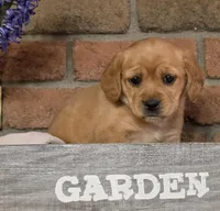 Mia, a female Cavapoo for sale in Beach City, OH – 2 of 4