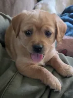 Mia, a female Cavapoo for sale in Beach City, OH – 3 of 4