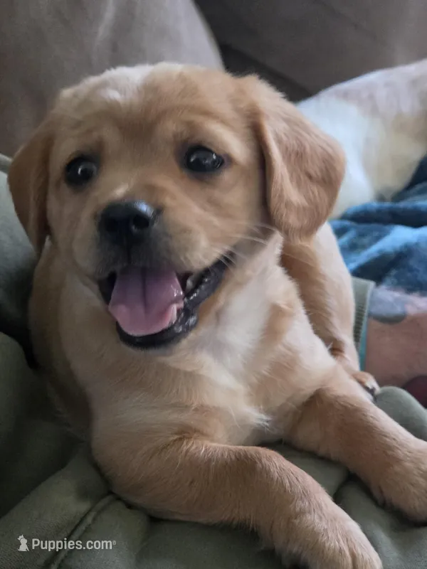 Mia – Cavapoo puppy for sale in Beach City, OH