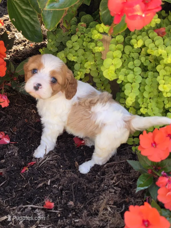 Milo – Cavalier King Charles Spaniel, Poodle - Miniature  puppy for sale in Beach City, OH