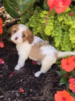 Milo, a male Cavalier King Charles Spaniel and Poodle - Miniature  for sale in Beach City, OH – 1 of 4