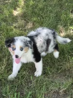 Skye, a female Australian Shepherd for sale in Beach City, OH – 1 of 2