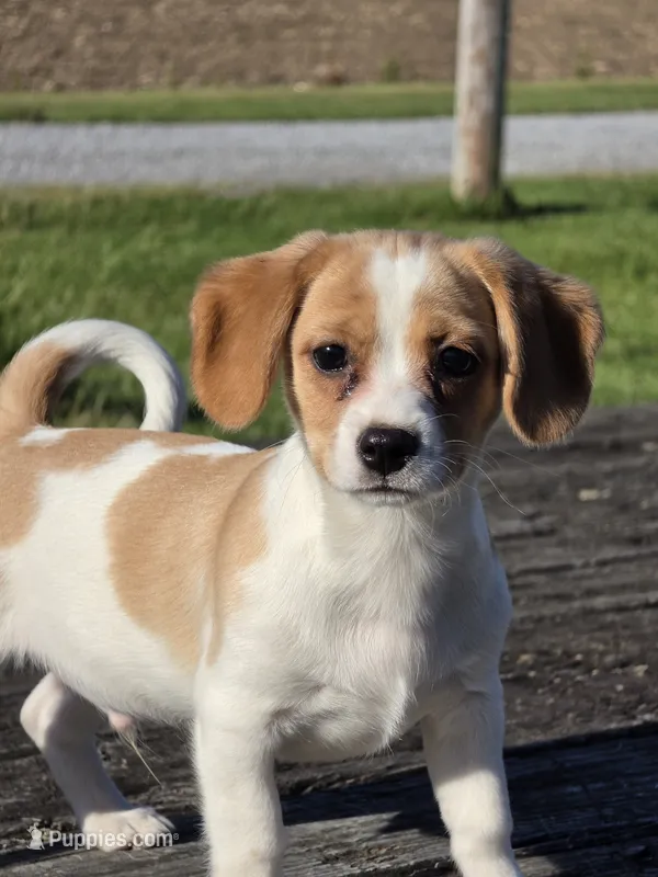Coco puff  – Cavalier King Charles Spaniel, Miniature Labradoodle puppy for sale in Beach City, OH