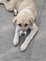 Kya, a female Anatolian Shepherd Dog and Great Pyrenees for sale in Beach City, OH – 4 of 4