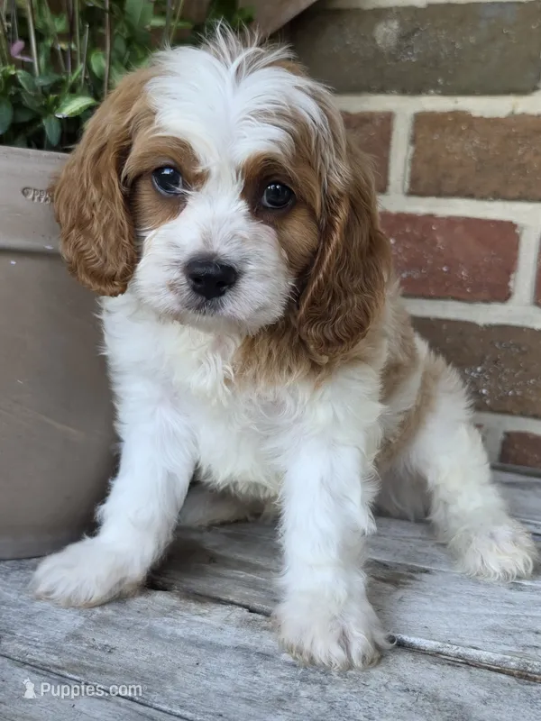 Winston – Cavapoo puppy for sale in Beach City, OH