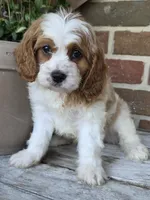 Winston, a male Cavapoo for sale in Beach City, OH – 1 of 1