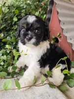 Scout, a male Cavalier King Charles Spaniel for sale in Beach City, OH – 2 of 3